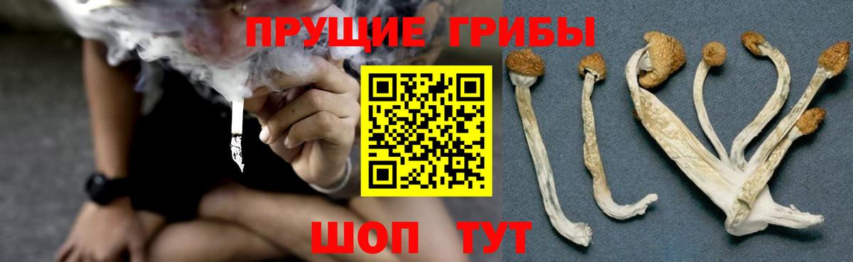 Уссурийск  где найти наркотики  Псилоцибиновые грибы Cubensis  Вход с VPN  Галлюциногенные грибы Psilocybe 